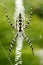 Black and Yellow Argiope Spider on Web