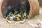 Black and yellow The banded krait Bungarus fasciatus crawling in the barrel in Nehru Zoological Park, Hyderabad, India