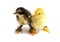 Black and yellow Brahma Chicks on white background,selective focus