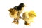 Black and yellow Brahma Chicks on white background,selective focus