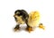 Black and yellow Brahma Chicks on white background,selective focus