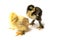 Black and yellow Brahma Chicks on white background,selective focus
