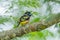 Black-and-yellow Broadbill