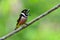 Black-and-Yellow Broadbill Bird