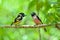 Black and yellow Broadbill bird