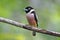 Black-and-Yellow Broadbill Eurylaimus ochromalus Female Cute Birds of Thailand