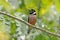 Black-and-Yellow Broadbill Eurylaimus ochromalus Male Beautiful Birds of Thailand