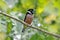 Black-and-Yellow Broadbill Eurylaimus ochromalus Male Cute Birds of Thailand