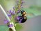 Black and yellow bumblebee pollenating on a purple butterfly bush flower bloom with its wings buzzing.  Insects in nature up close