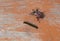 A black-yellow butterfly caterpillar and a May Day beetle crawl on a brown wooden board. View from above