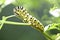 Black and Yellow Caterpillar on a stem