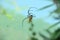 Black and yellow colored scary Nephila pilipes northern golden orb weaver or giant golden orb weaver Spider