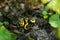 A black and yellow dart frog