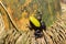 Black and yellow frog Climbing Mantella, Madagascar