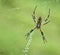 Black and Yellow Garden spider (Argiope aurantia)