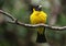 Black-and-yellow grosbeak
