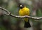 Black-and-yellow grosbeak