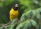 Black-and-yellow grosbeak