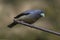 Black-and-yellow grosbeak female