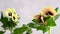 Black and yellow henbane, medicinal plants and drug with flowers