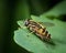 A black yellow hoverfly sitting on a green leaf