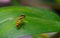 Black and yellow hoverfly(syrpidae) with incredible image details