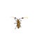 The black and yellow longhorn beetle on white background