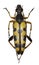 Black and Yellow Longhorn Beetle on white Background