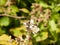 Black and Yellow Longhorn & x28;Rutpela maculata or Strangalia macula