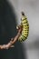 A black and yellow Monarch caterpillar crawling on a branch before turning into a butterfly