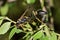 Black and Yellow Mud Dauber wasp in tree foliage.