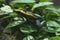 Black and yellow poisonous frog