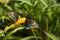 Black, Yellow and Red Butterfly on Yellow Flower