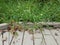 Black and yellow snake on boardwalk and green plants