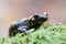 A black yellow spotted fire salamander