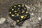 Black yellow spotted fire salamander