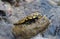 A black and yellow-spotted lizard sits on a stone.