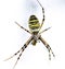 Black and yellow stripe Argiope bruennichi wasp spider isolated