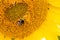 Black and yellow striped bee, honey bee, pollinating sunflowers close up low level view of single sunflower head with