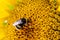 Black and yellow striped bee, honey bee, pollinating sunflowers close up low level view of single sunflower head with