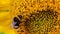 Black and yellow striped bee, honey bee, pollinating sunflowers close up low level view of single sunflower head with