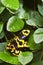 Black and yellow tropical poisonous frog