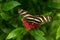 A black and yellow white Zebra Longwing Heliconian Heliconius charitonius butterfly close up on a red flower with green