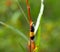 Black And Yellow Wooly Bear Caterpillar