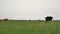 Black young calf tied to chain grazes on green lawn looks around and into camera