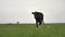 Black young calf tied to chain grazes on green lawn looks around and into camera