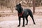 Black Young Cane Corso Puppy Dog Outdoors.