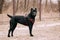 Black Young Cane Corso Puppy Dog Outdoors.