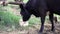 Black young cow trapped on a chain eats special feed from a pot. view from side