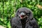 Black young Rook bird (Corvus frugilegus) with blue eyes and  opened, red inside beak, close-up on blurry background,